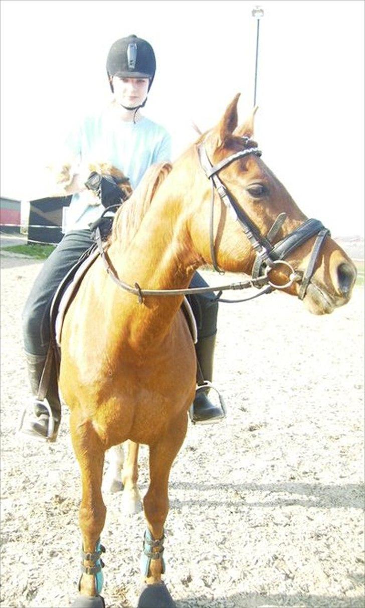 Anden særlig race Pasadena "tyksakken"<3. - Rideferie d. 19/4-11 Jeg sidder med katten på skødet og Pasadena er fuldstændig ligeglad..havde troet hun hoppede til siden!:-D.

Taget af: Sofie. billede 4