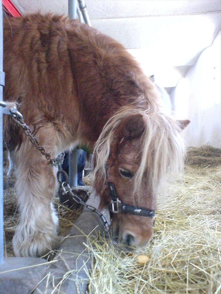 Shetlænder Gunhilda af Boest-Nørrega billede 1