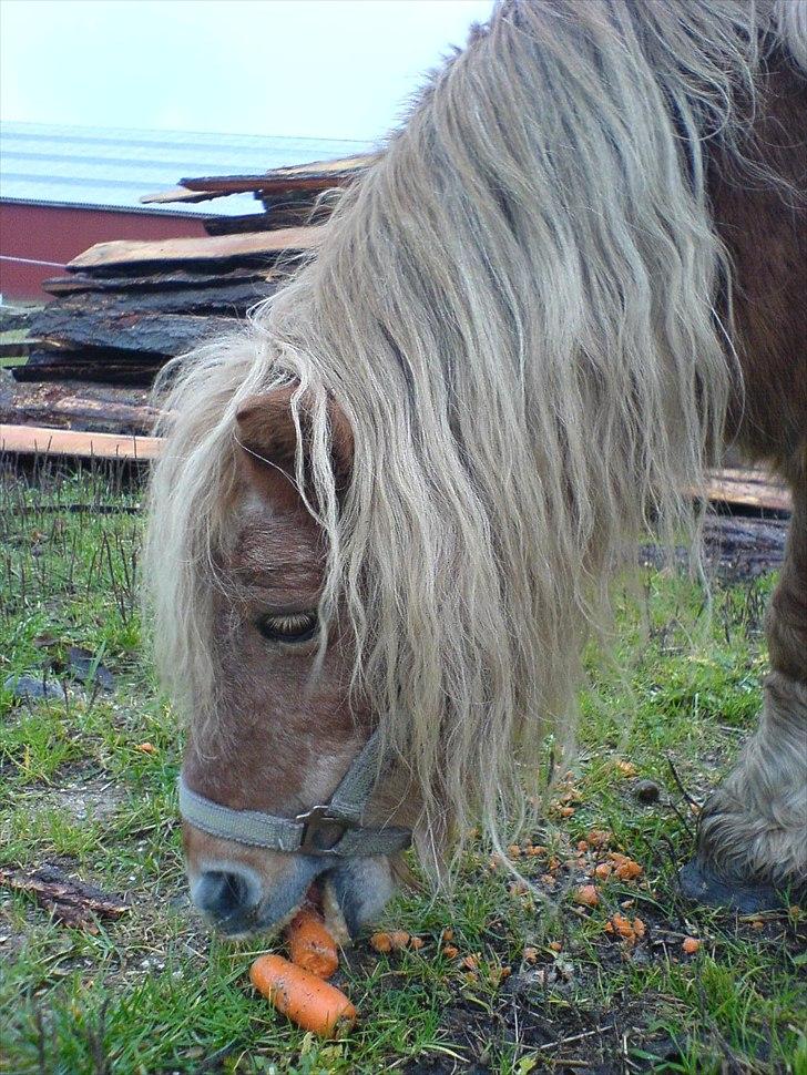 Shetlænder Gunhilda af Boest-Nørrega - Sidste dag med min lille pony :( billede 2