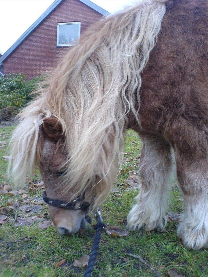 Shetlænder Gunhilda af Boest-Nørrega billede 3