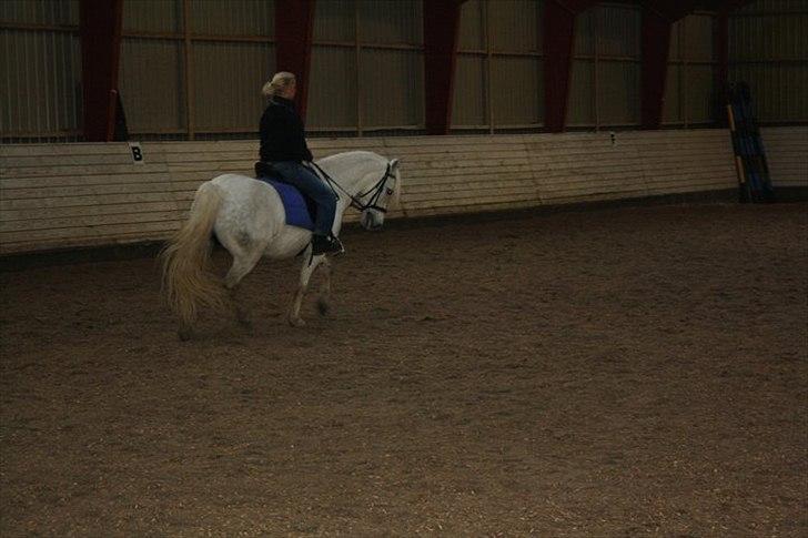 Welsh Pony af Cob-type (sec C) Cherie - Cherie i fol i 8. måned :) billede 18