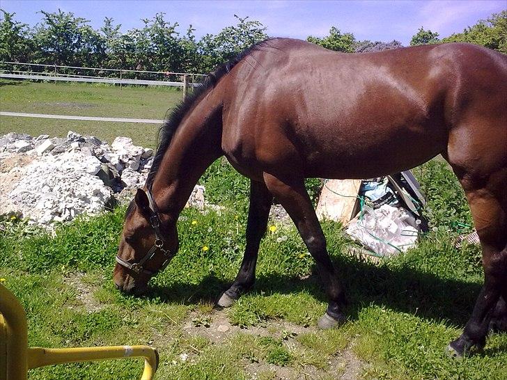 Traver Lady Bork - Går og nipper græs udenfor folden billede 5