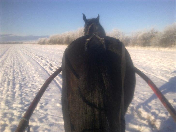 Traver Kostonia Hedebo - køretur ud i det blå en flot vinterdag billede 5