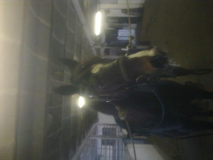 Traver Kostonia Hedebo billede 6