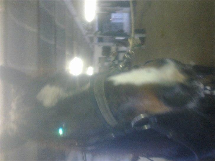 Traver Kostonia Hedebo billede 7