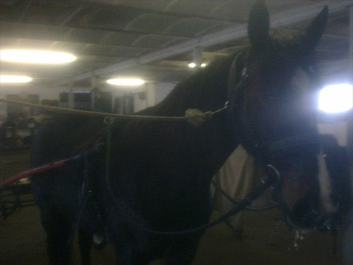 Traver Kostonia Hedebo - på vej ud til træning billede 8