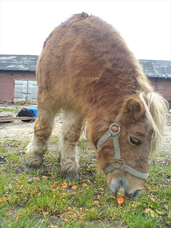 Shetlænder Gunhilda af Boest-Nørrega billede 4
