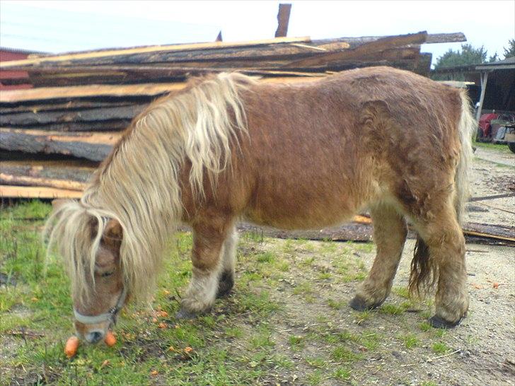Shetlænder Gunhilda af Boest-Nørrega - Sidste billede af min skønne skønne pony - 2 kg gulerødder helt for sig selv billede 5