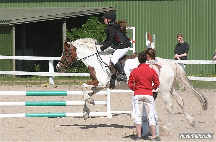 Anden særlig race Tilde -  Solgt :'(<3 - Finale stævne SLRK den. 7 Maj 2011 <3 .. billede 14