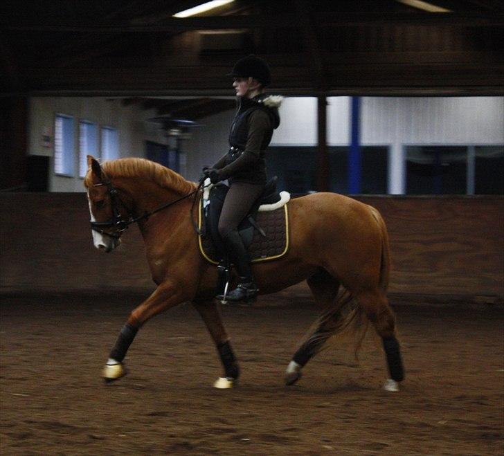 Anden særlig race Stald Nino's Calido billede 2