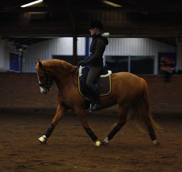 Anden særlig race Stald Nino's Calido billede 3