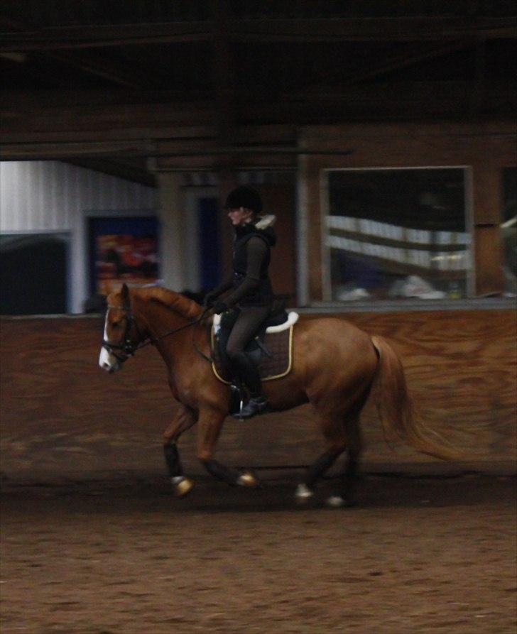 Anden særlig race Stald Nino's Calido billede 4