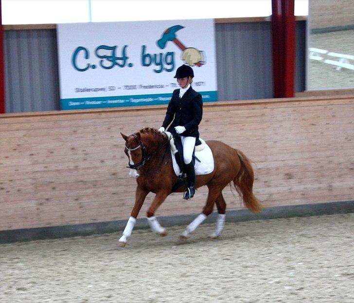 Anden særlig race Stald Nino's Calido - Stævne i Egum 2/4 2011 - LC1 - galop billede 5