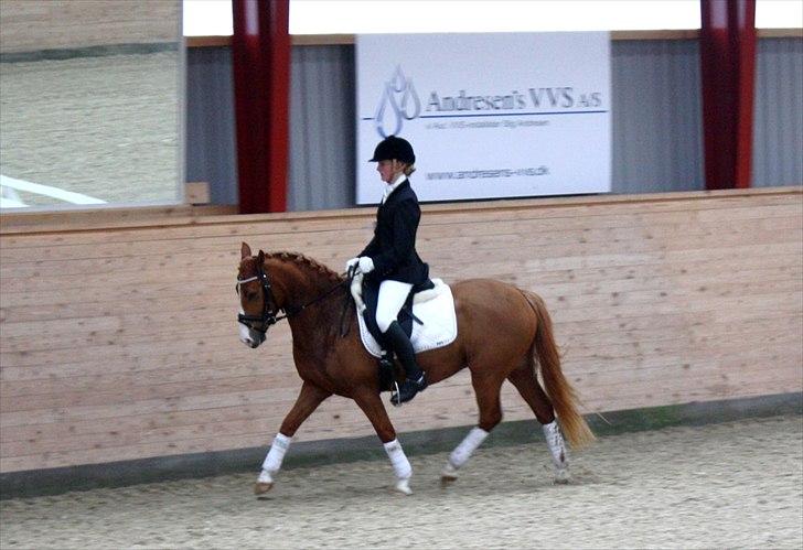Anden særlig race Stald Nino's Calido - Stævne i Egum 2/4 2011 - LC1 - trav billede 8