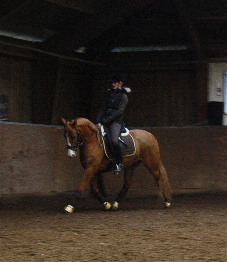 Anden særlig race Stald Nino's Calido billede 9