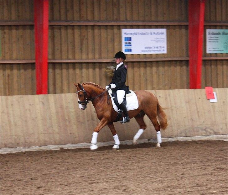 Anden særlig race Stald Nino's Calido - Stævne i Skovly 20. marts 2011, LC1  billede 10
