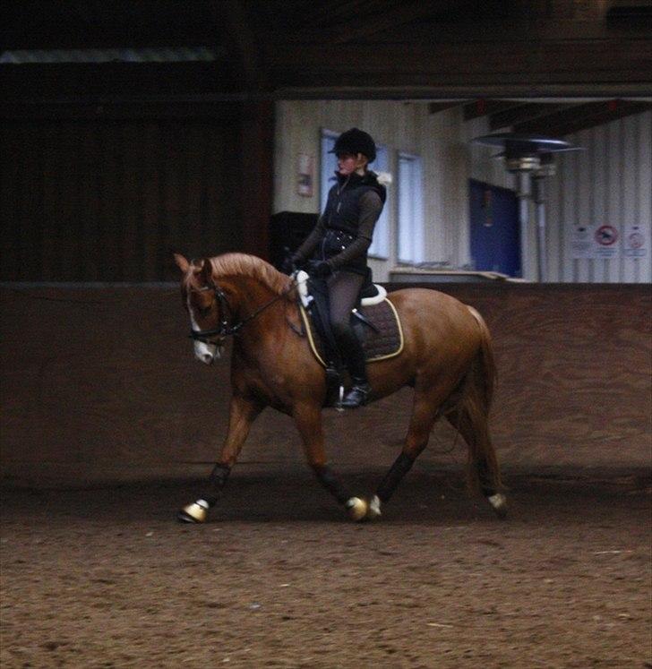 Anden særlig race Stald Nino's Calido billede 11