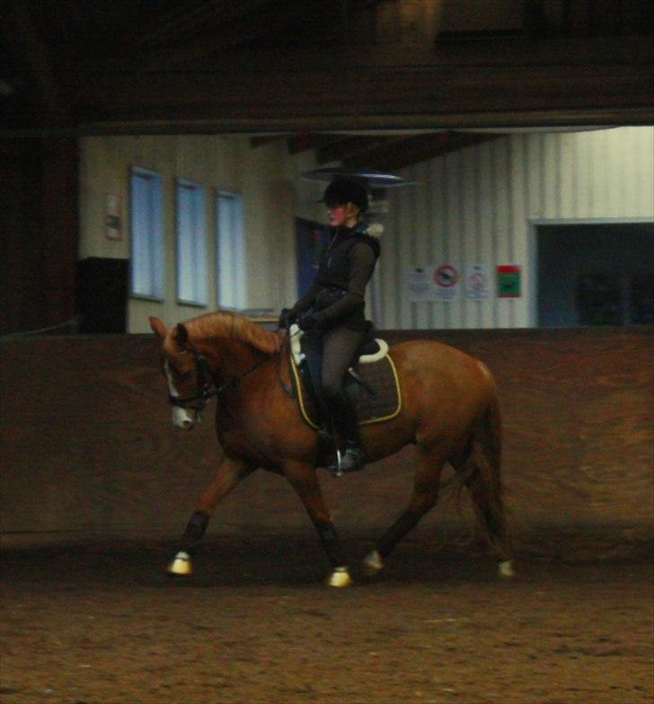 Anden særlig race Stald Nino's Calido billede 12