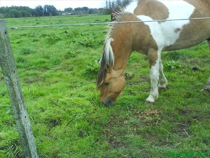 Anden særlig race mombassa *rideskole hest* billede 1