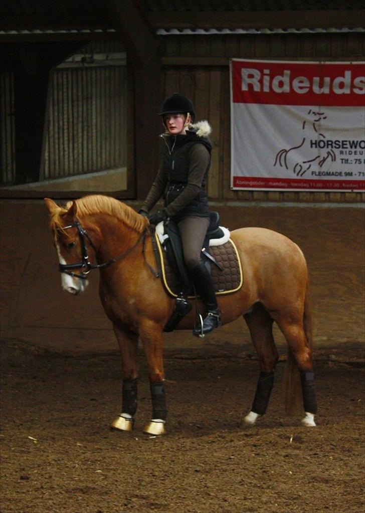 Anden særlig race Stald Nino's Calido billede 13