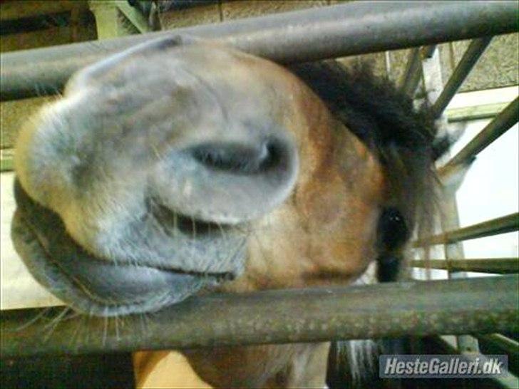 Anden særlig race mombassa *rideskole hest* billede 2