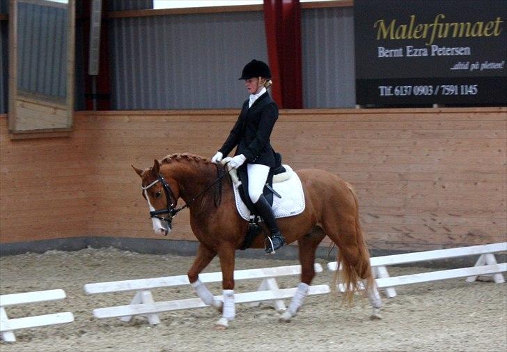 Anden særlig race Stald Nino's Calido - Egum 2/4 2011 - LC1 - skridt - til 63,75% delt 6. plads ud af 26 billede 14