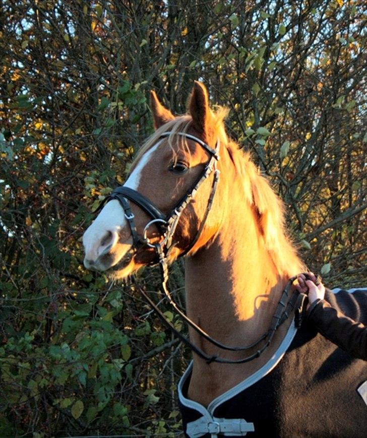 Anden særlig race Stald Nino's Calido billede 15