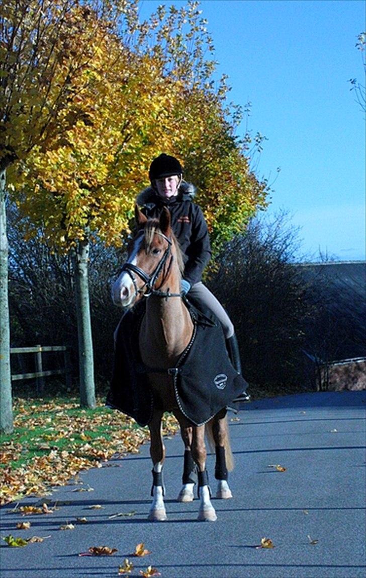 Anden særlig race Stald Nino's Calido - På vej på skovtur 2010 billede 17