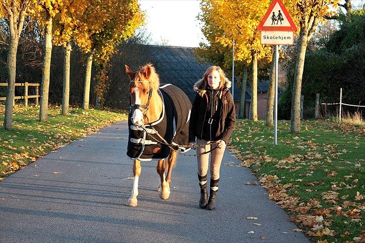 Anden særlig race Stald Nino's Calido billede 18