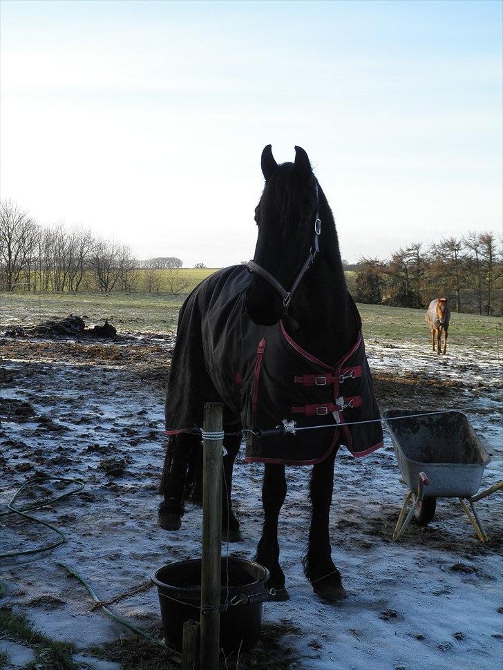 Frieser Mirthe Van De Veenweg *SOLGT* - Vinter 2011 billede 10