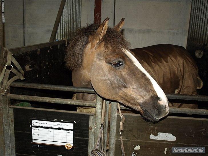 Anden særlig race cosmo de lux <3<3<3<3<3 - cosser har vist fået øje på et spøgelse (skøre pony) billede 2