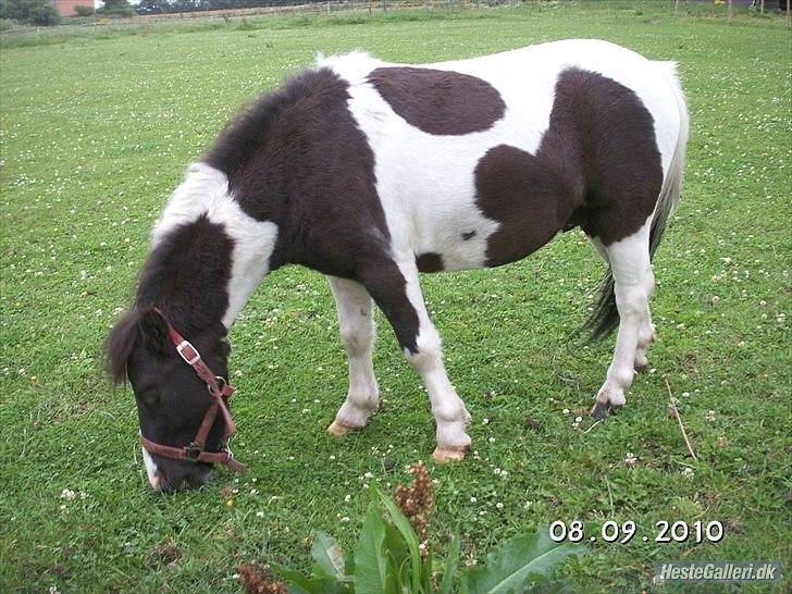 Shetlænder domino billede 6