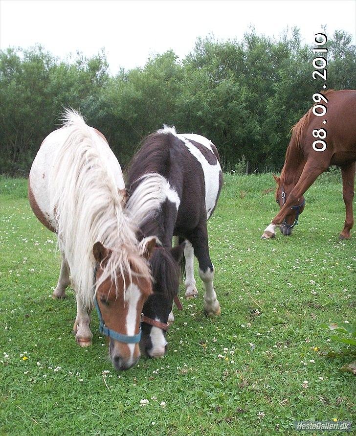 Shetlænder domino - domino og vende merosa billede 7