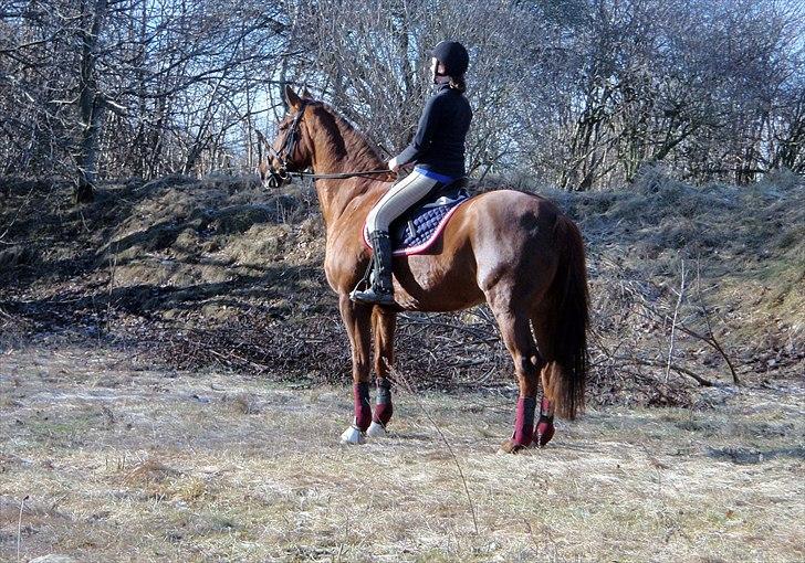 Anden særlig race Casting - Så fik han lige øje på travbabyen, der var ude og gå bane bag ved træerne (: . Foto: Mor billede 15