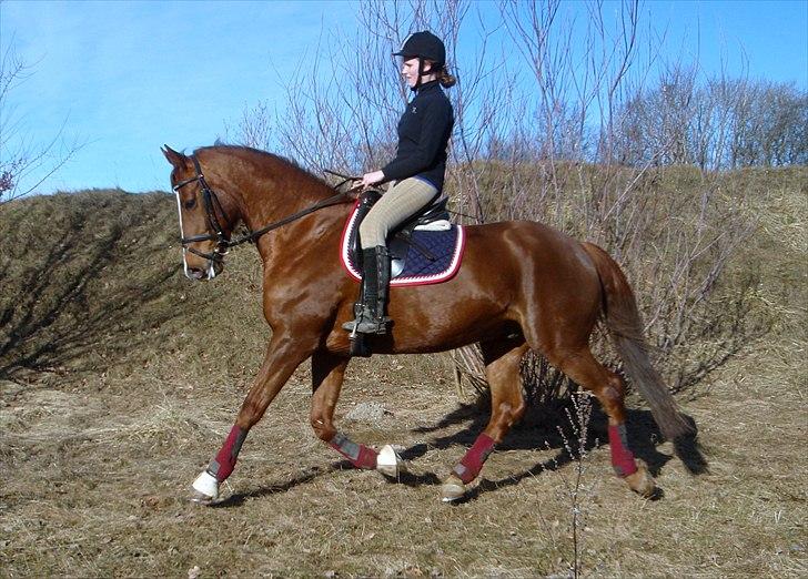 Anden særlig race Casting - Foto: Mor billede 16