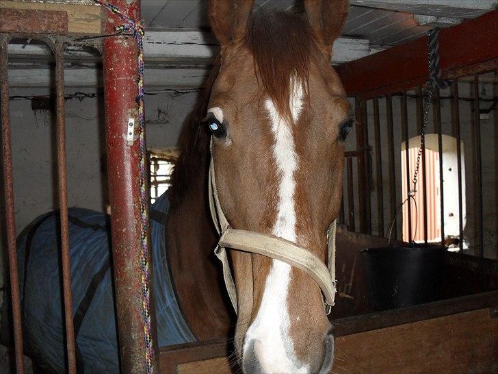 Anden særlig race Casting - Hej (: . Foto: Far billede 17