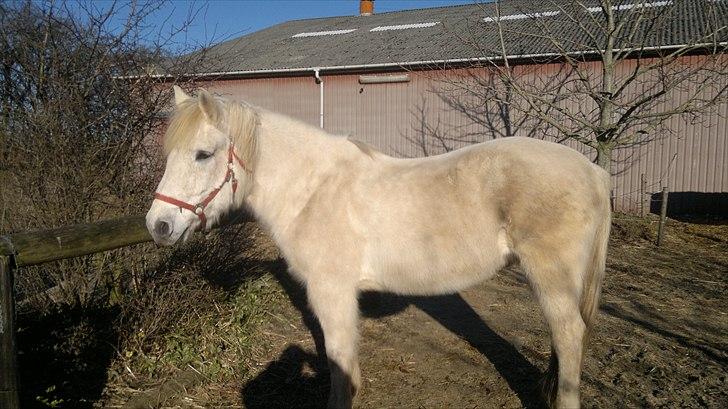 Anden særlig race Hannibal - Himmelhest - Hey hvad laver du nu billede 7