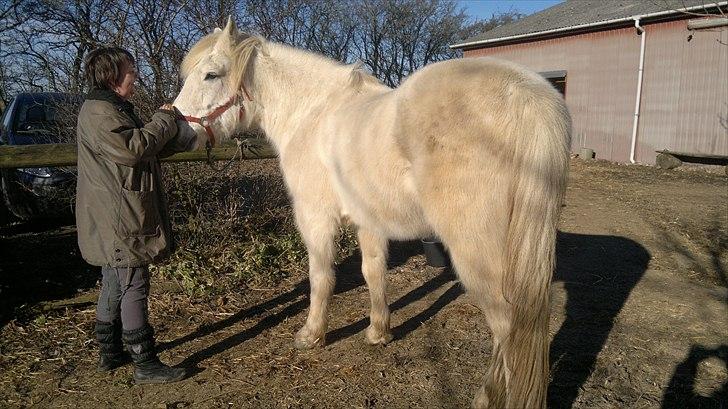 Anden særlig race Hannibal - Himmelhest - aah at blive nusset lidt af sin menneskemor, er nu heller ikke dårligt billede 8
