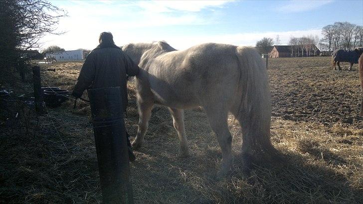 Anden særlig race Hannibal - Himmelhest - Ååh ja endelig  billede 10