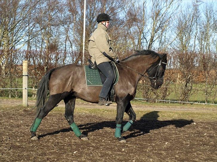 Knabstrupper Loke billede 16