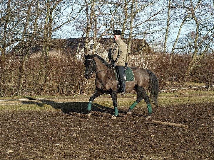 Knabstrupper Loke billede 17