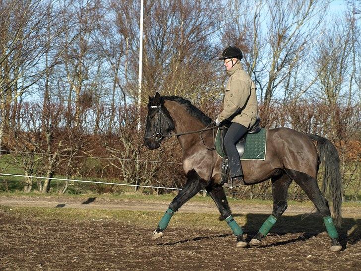 Knabstrupper Loke billede 18