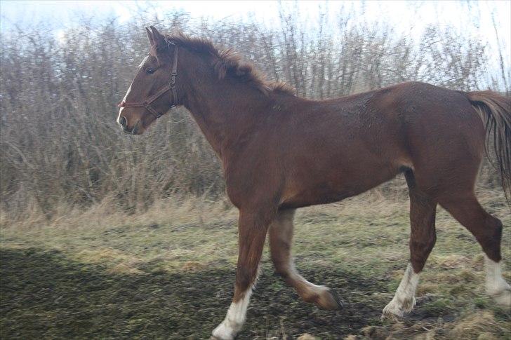 Hollandsk Varmblod Comandeur H. - flotte billede 1