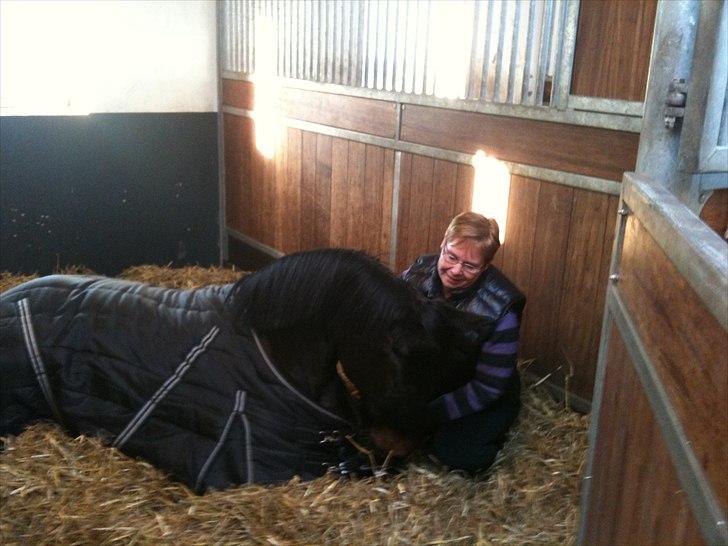 Tysk Oldenburger DUNJA - Himmelhest billede 7