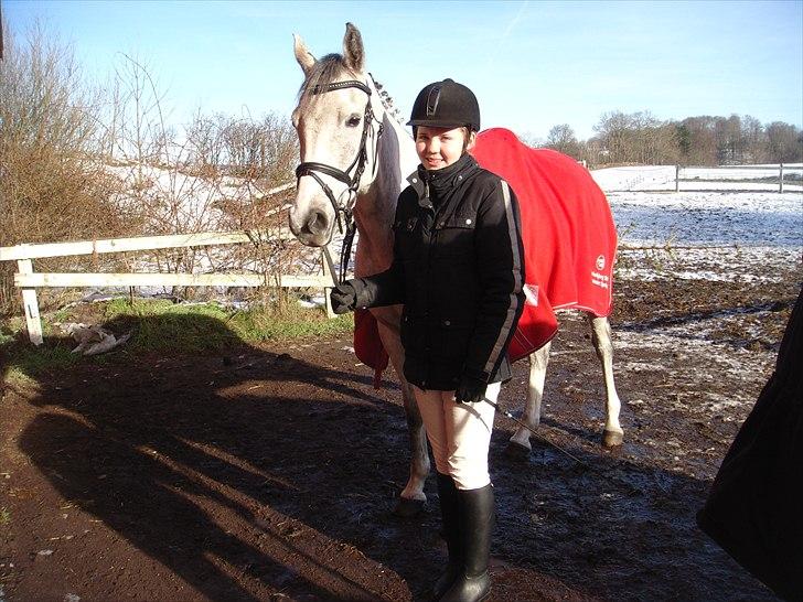 Arabisk fuldblod (OX) IS Anushka OX - På vej ind til dressurstævne :) billede 8