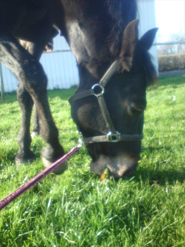 Oldenborg Linette billede 5