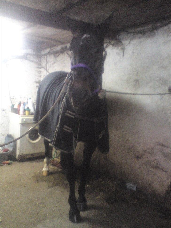 Oldenborg Linette billede 6