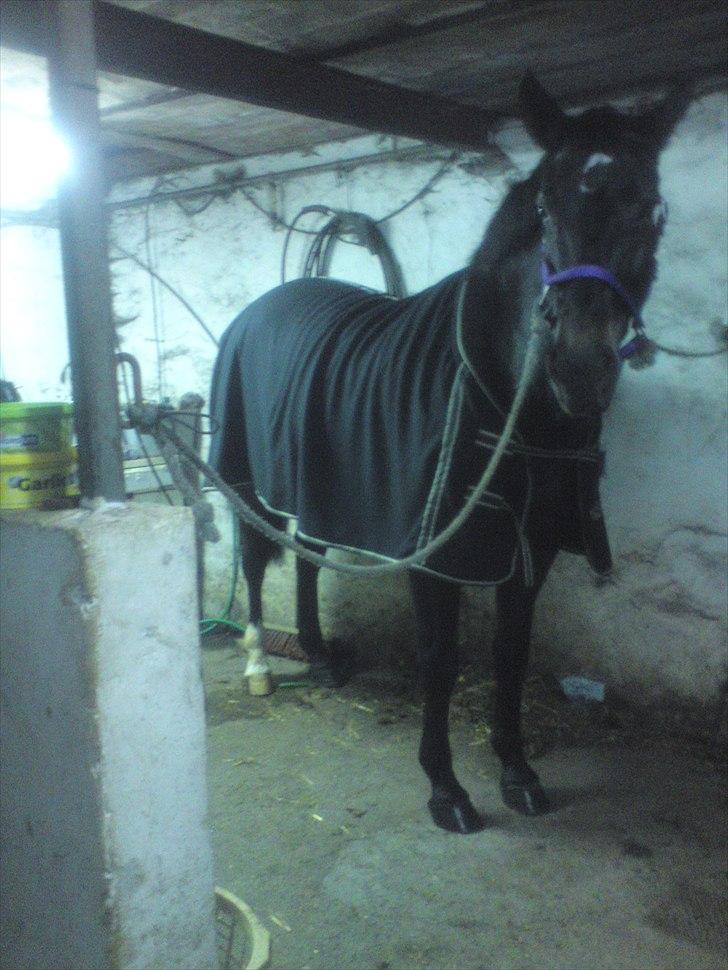 Oldenborg Linette billede 7