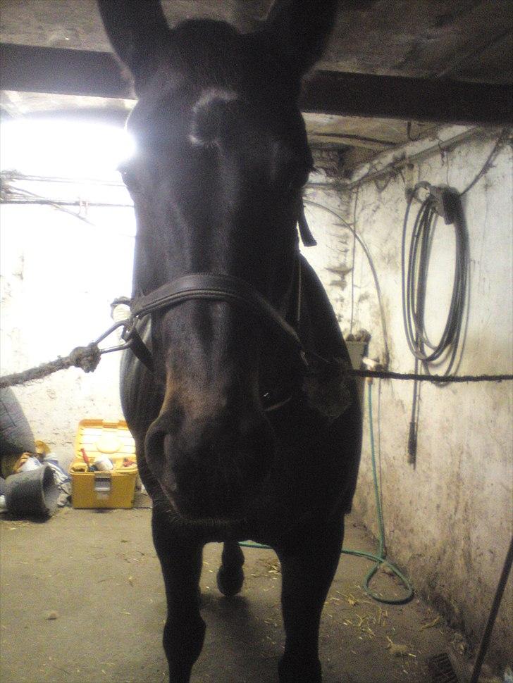 Oldenborg Linette billede 8