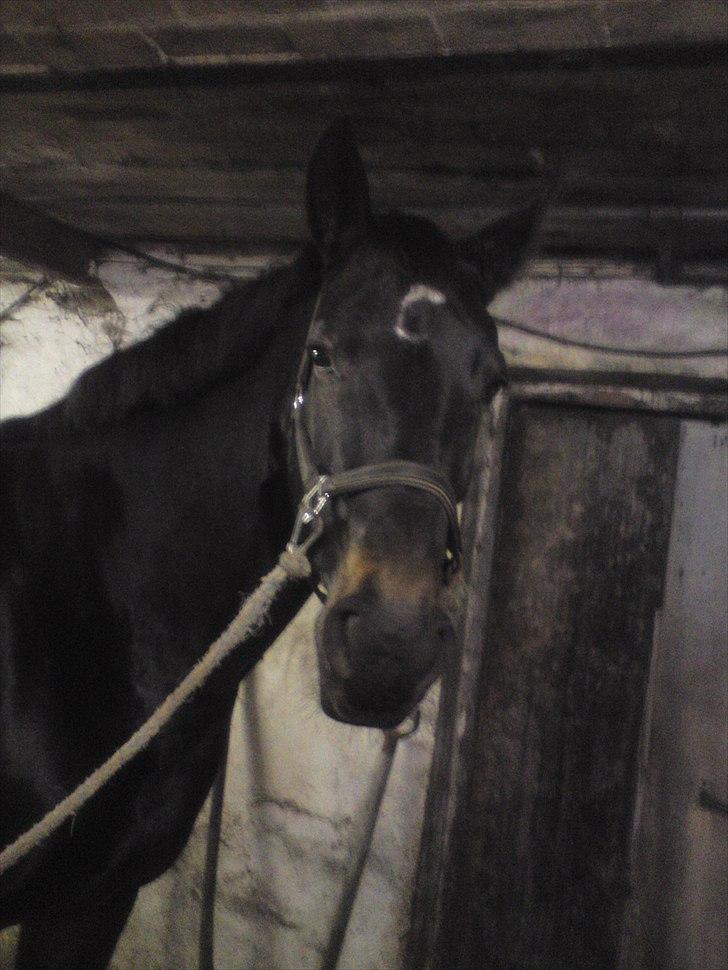 Oldenborg Linette billede 9